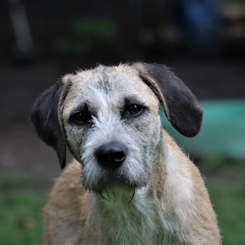 Hunde - Franziskus Tierheim Hamburg