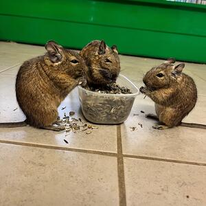 Damit unsere 8 Degus ihr Gewicht halten und auch weiterhin flott in ihrem Laufrad flitzen können wünschen sie sich Futter von „Hansemanns-Team“. Speziell Blattmischungen, Blütenmischungen, Kräutermischungen, getrocknetes Gemüse, Saatenmischungen sowie Knabberhölzer.

#franziskustierheim #tierheim #tierschutz #adoptdontshop #spezialfutter #degus #kleintiere