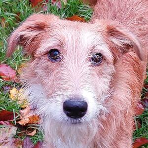 Charly ist ein junger, freundlicher Rüde, der noch viel lernen muss.
Er benötigt bei fremden Menschen etwas Zeit um warm zu werden, dann ist er aber ein sehr zugewandter und kuscheliger kleiner Kerl. 
Charly geht gern spazieren und ist mit Artgenossen bestens verträglich, er flitzt mit Hundefreunden fröhlich durch den Auslauf und ist sehr verspielt. 

Leider hat er bis zum aktuellen Zeitpunkt nicht gelernt, alleine zu bleiben, seine zukünftigen Halter müssen kleinschrittig dran arbeiten und im Zweifel immer einen Plan B für seine Betreuung haben.

Dieser hübsche Rüde wird – wenn er zusammen mit seiner souveränen Haltern alles Neue Stück für Stück kennenlernen darf und sich in unserer Menschenwelt gut orientieren konnte – bestimmt zu einem aktiven und liebenswerten Begleiter.
Im Haushalt vorhandene Kinder sollten schon im Teenageralter sein.

Wenn Sie Charly kennenlernen wollen, kommen Sie gern während der Vermittlungszeiten persönlich im Tierheim vorbei oder schreiben Sie eine aussagekräftige E-Mail mit Angaben zu Ihrer Lebenssituation unter info@franziskustierheim.de an unsere Tierpflegerinnen.

#franziskustierheimhamburg #adoptdontshop #süssbär #happygolucky