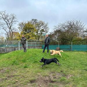 ein paar Eindrücke für Euch aus dem zweiten Tag des Workshops "Zusammenstellung von Sozialgruppen". 
Ein super spannendes Thema - gerade im Tierheimalltag.

#Workshop #sozialgruppen #hundetraining #lernen #dankbar #franziskustierheimhamburg